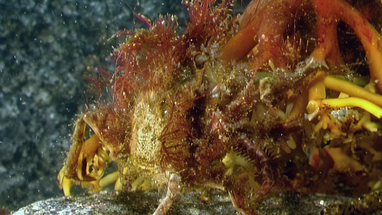 在白海，海星和螃蟹的碰撞在海底世界上演。视频下载