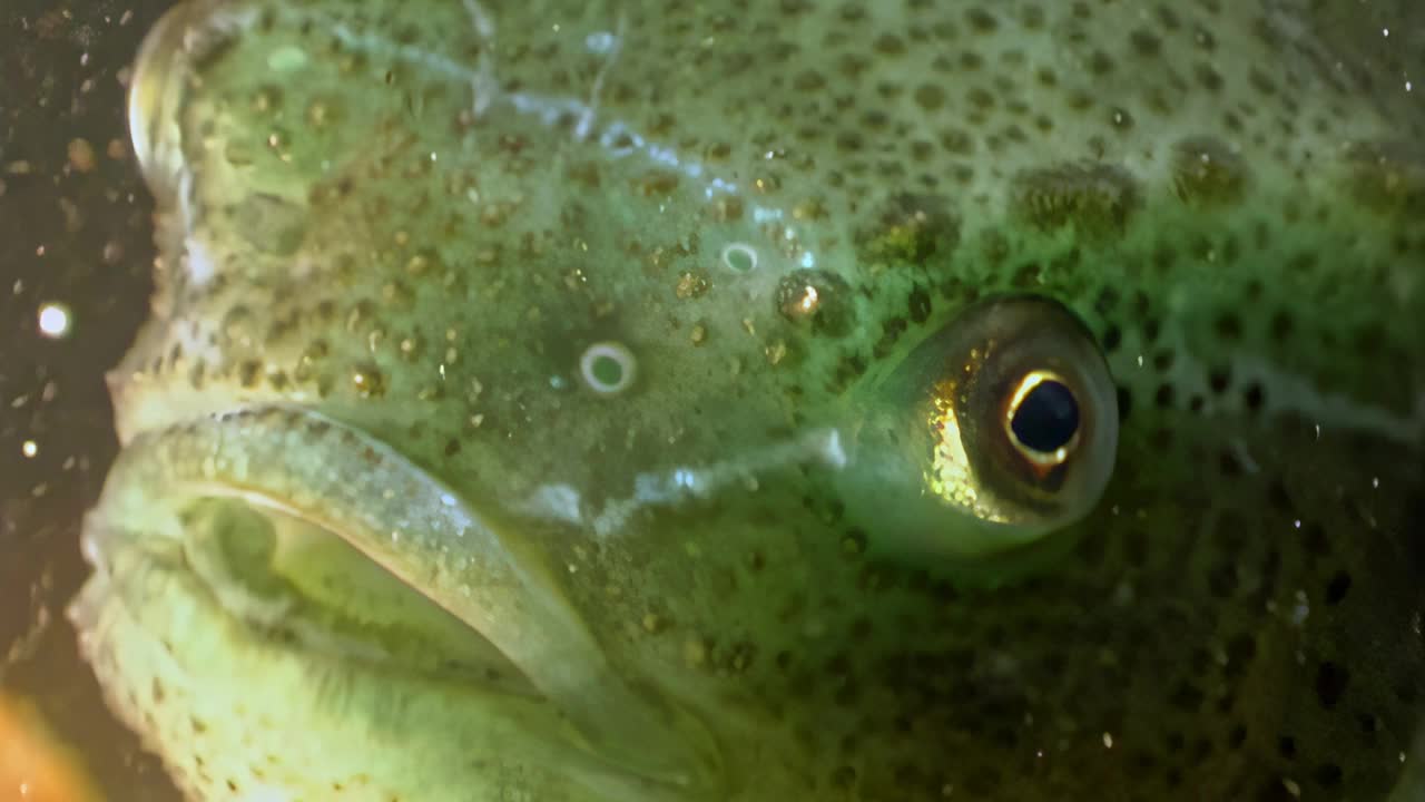特写鱼腹鱼Cyclopterus lumpus水下白海。视频素材