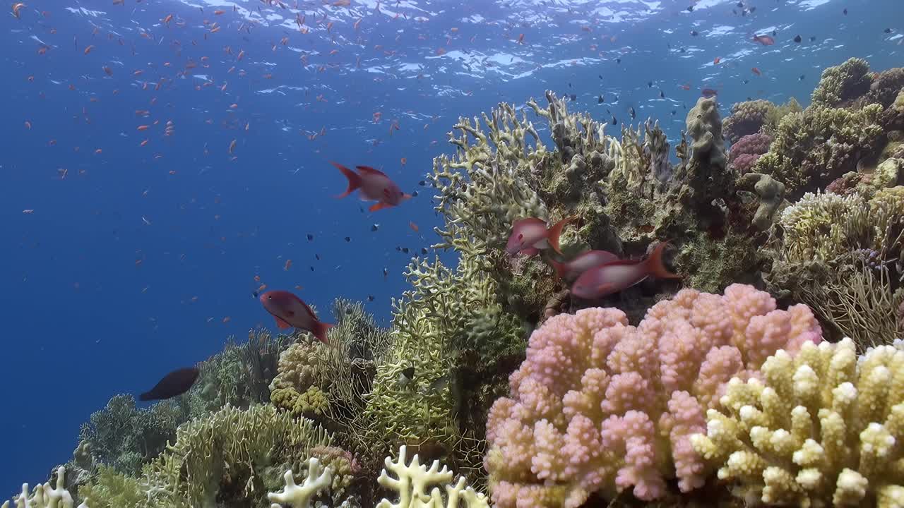 有各种鱼类和植物的珊瑚礁视频下载