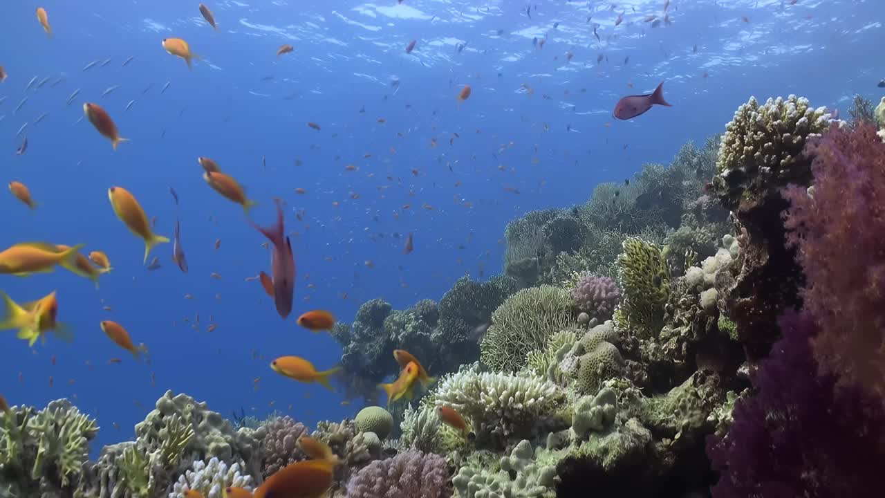 有许多鱼在周围游来游去的五颜六色的礁石视频下载
