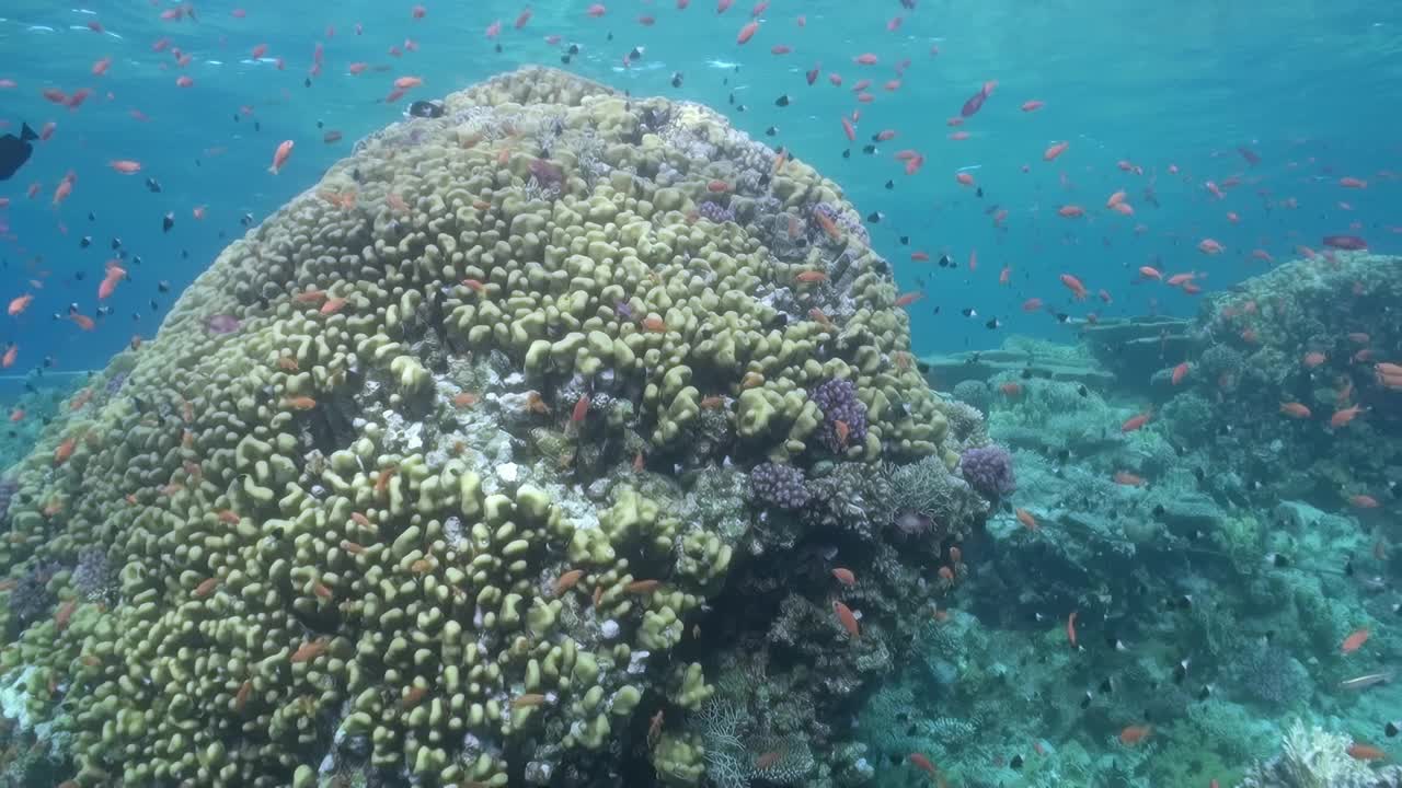 珊瑚礁中间有一块大岩石的珊瑚礁视频下载