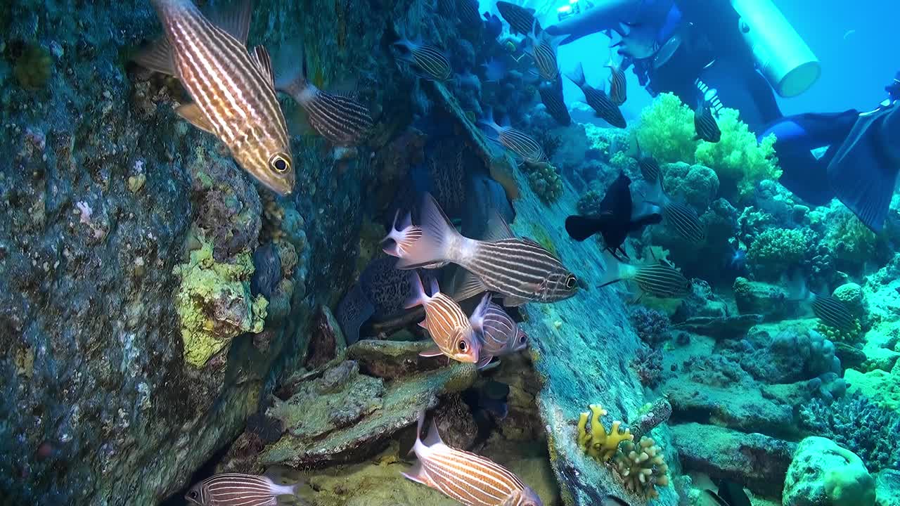 一群鱼在海洋的岩石区游泳视频下载