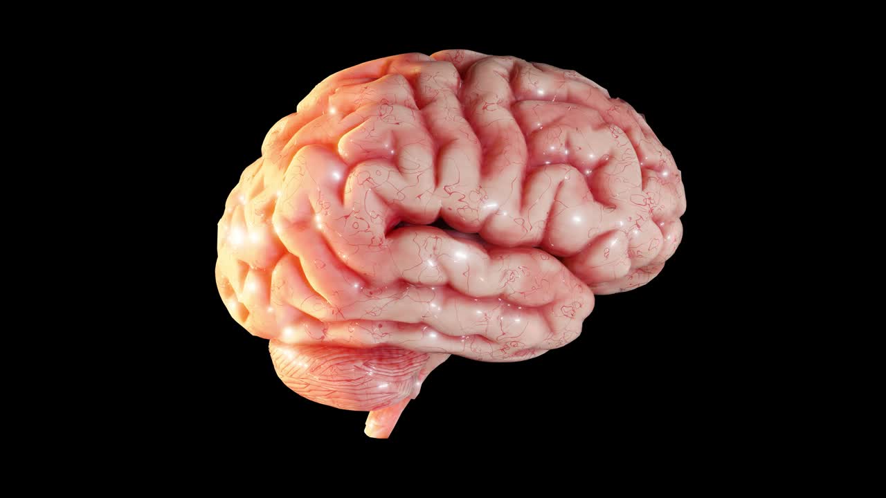 三维大脑旋转孤立的黑色背景。循环动画视频下载