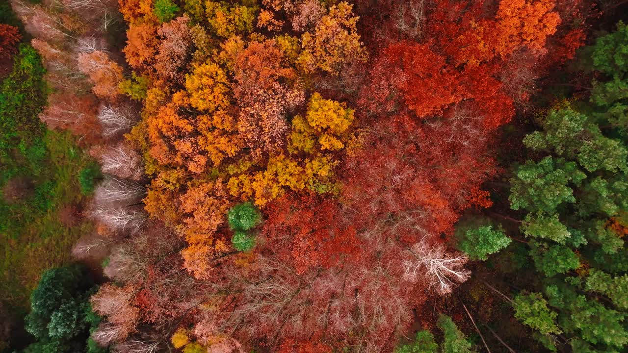 波兰红色秋季森林鸟瞰图。视频下载
