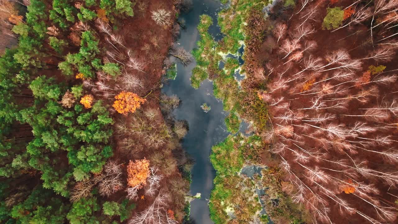 深秋的波兰，棕色的森林和河流。视频下载