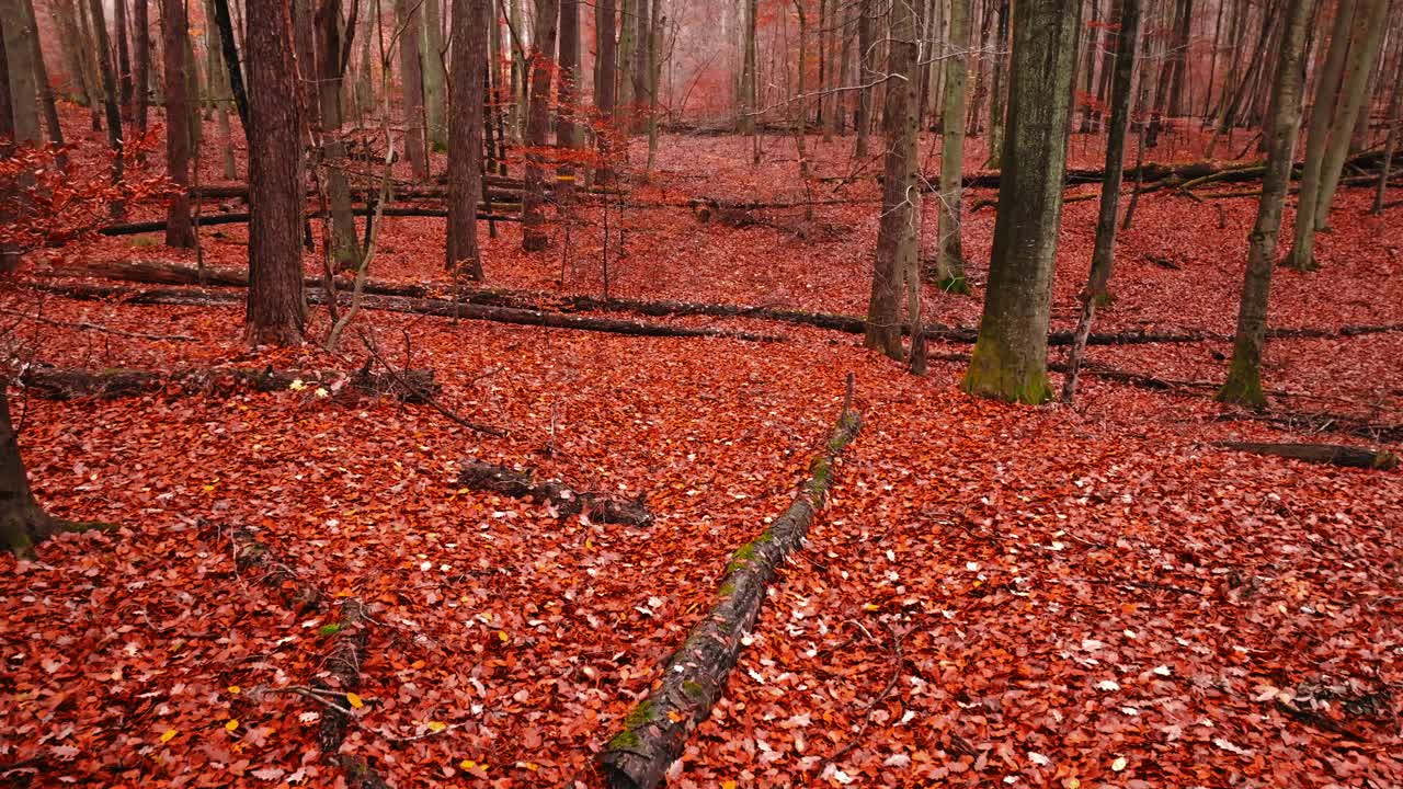红色的秋天森林，树叶和树木。视频下载