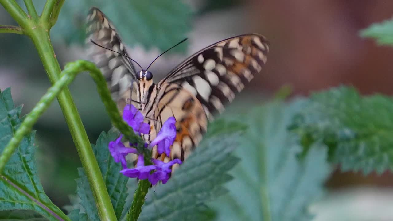 一只慢动作的蝴蝶视频下载