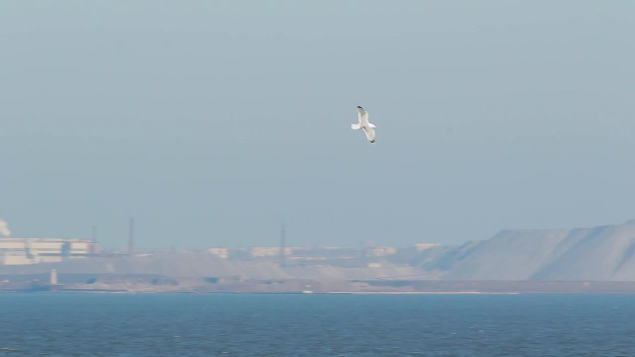海鸥在马里乌波尔钢铁厂附近的海面上翱翔，工业天际线，沿海风光。鸟飞，市景背景，晴天，自然工业。纪录片，创意项目。视频下载