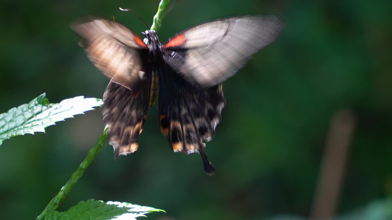一只慢动作的摩门教蝴蝶视频下载