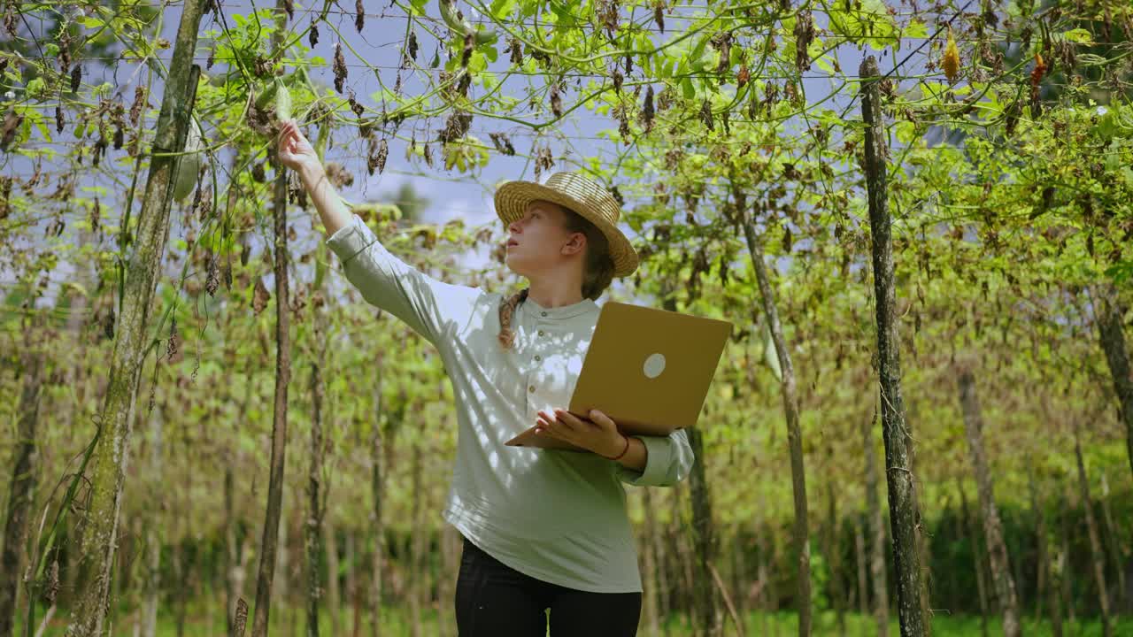 女农民在菜场用手提电脑检查葫芦收成。检查蔬菜的年轻农学家将数据输入电脑。现代农业企业，精准农业理念。视频下载