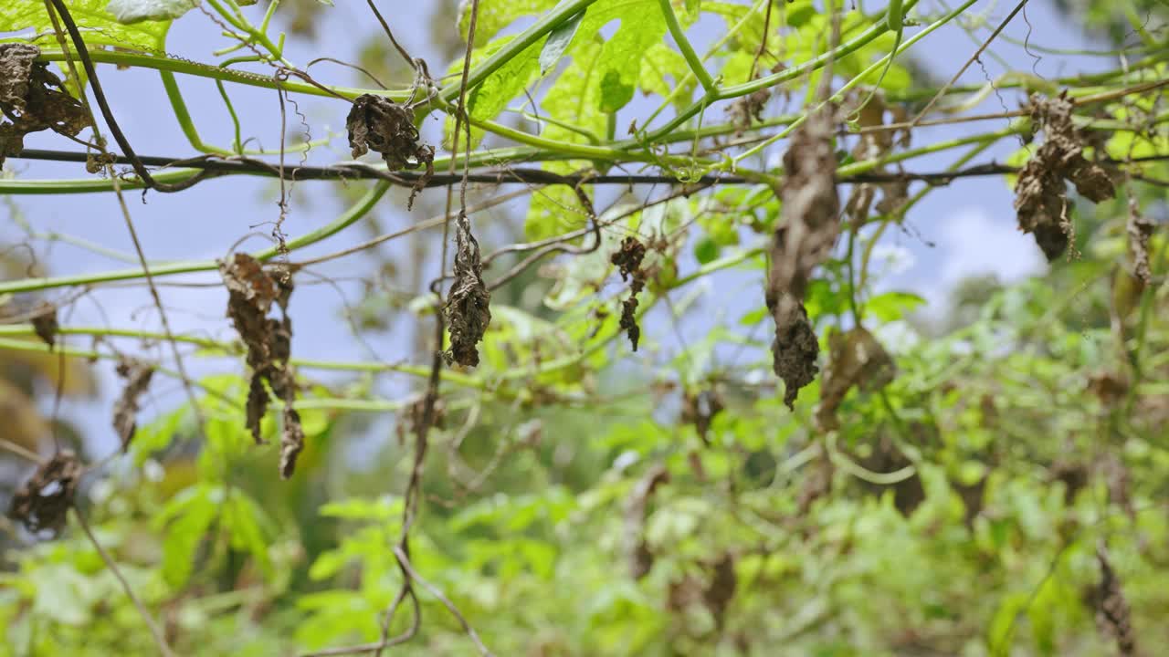 女农民手持干枯的植物特写镜头。一名农学家抚摸着枯萎的树叶，观察农场的收成损失。全球变暖和干旱的后果。温室效应。视频下载