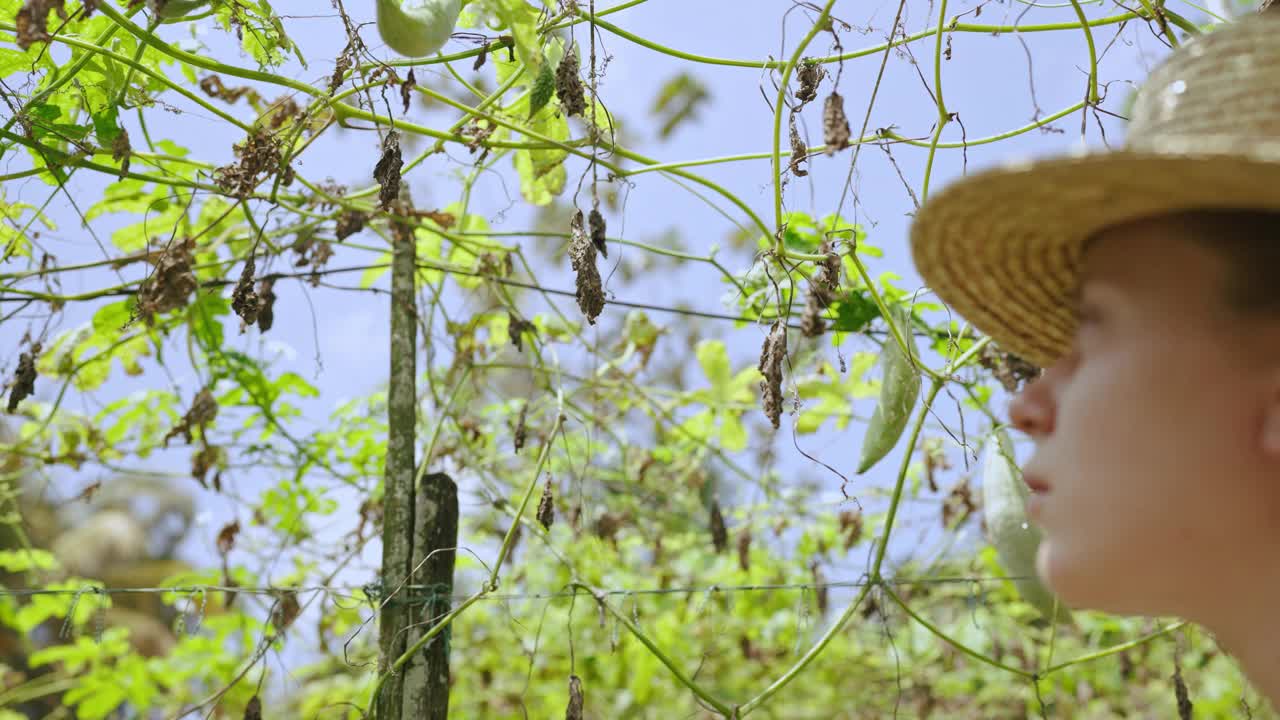 女农艺师手持干枯的植物特写镜头。一位女农民摸着枯萎的叶子，观察农场的收成损失。全球变暖和干旱的后果。温室效应。视频下载