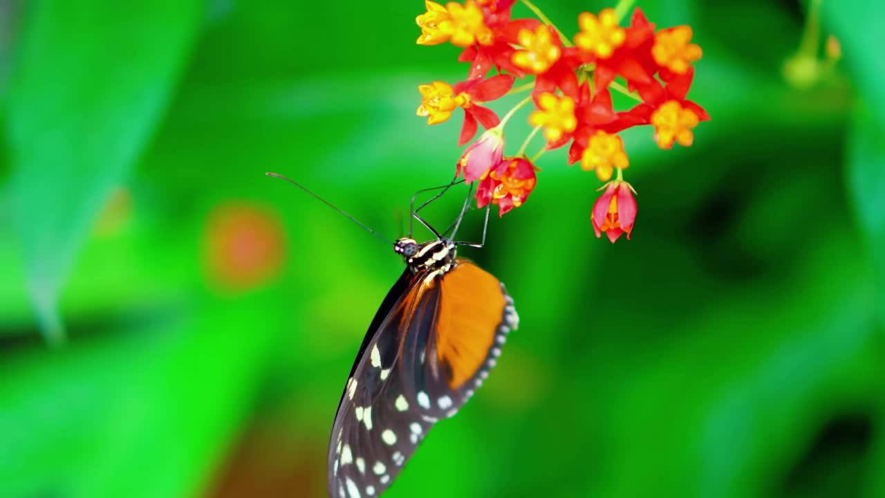 黑脉金斑蝶正在吃巨大的红花视频下载