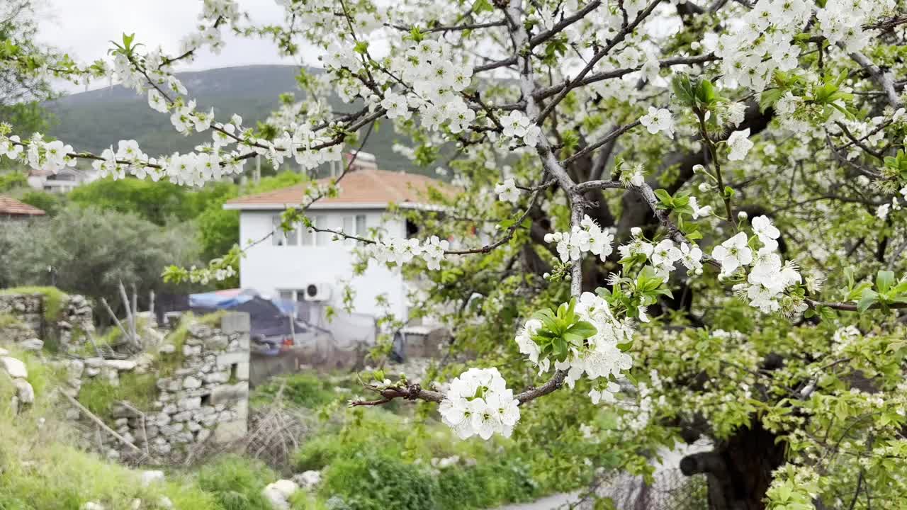 可爱的乡村房子和花树4k库存视频视频下载