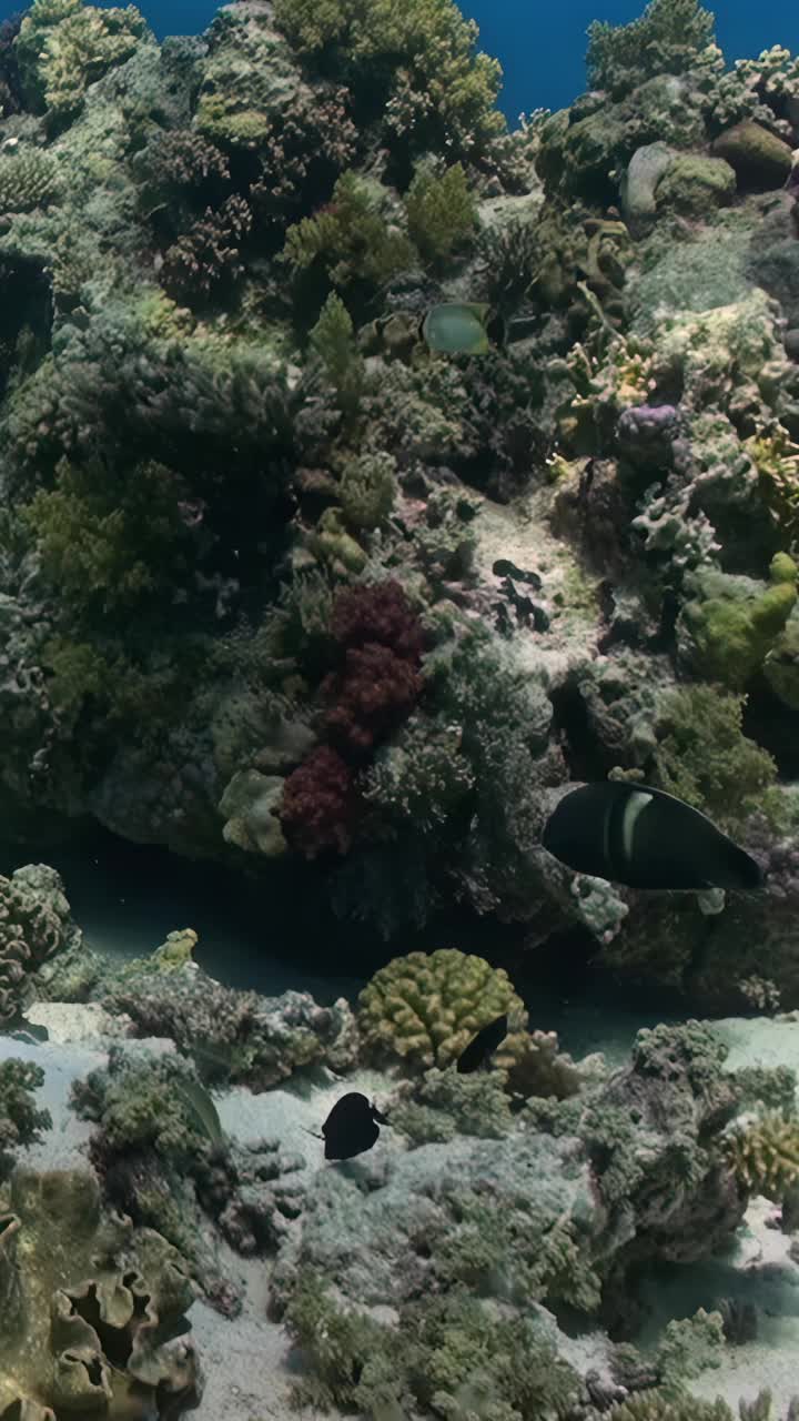 水下珊瑚礁上鱼类的多样性，垂直视频。视频下载