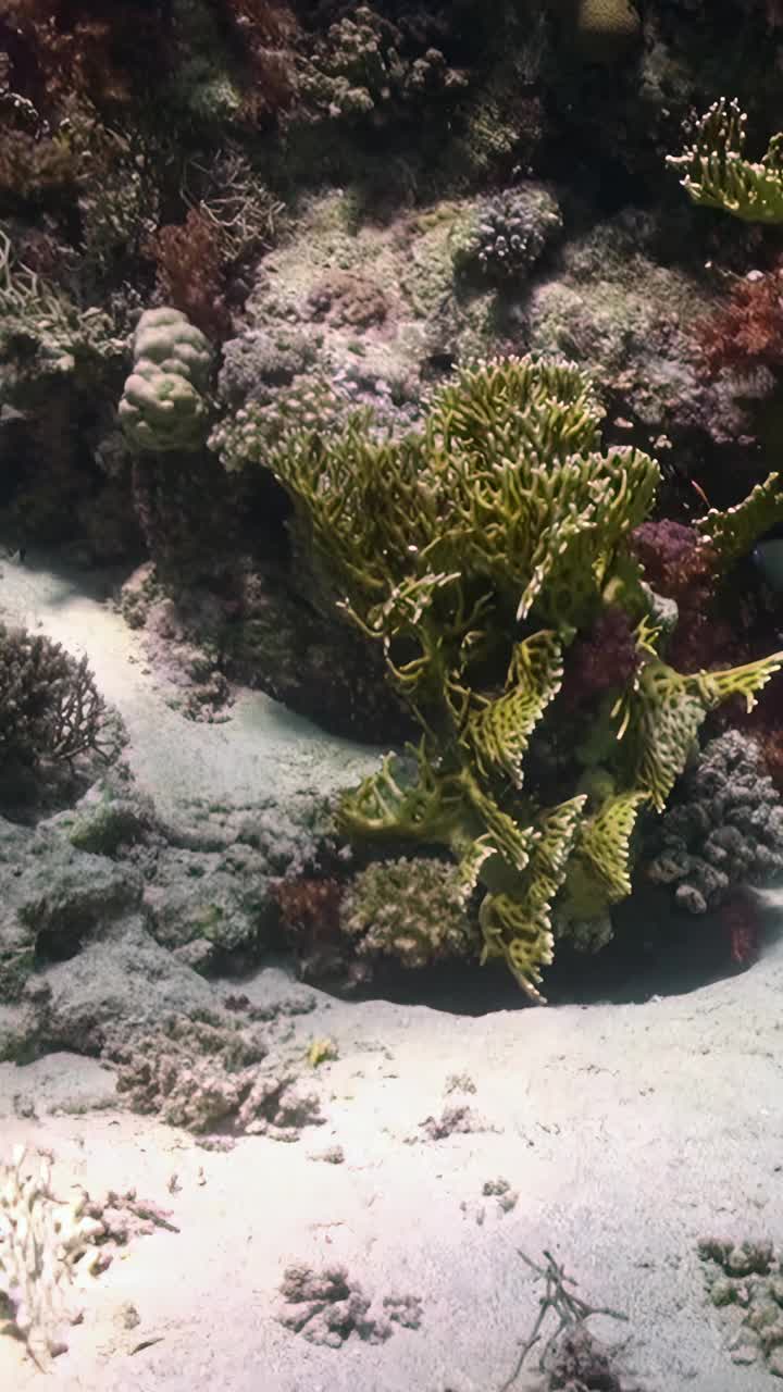 让自己沉浸在美丽的鱼类在珊瑚礁与这个垂直视频。视频下载
