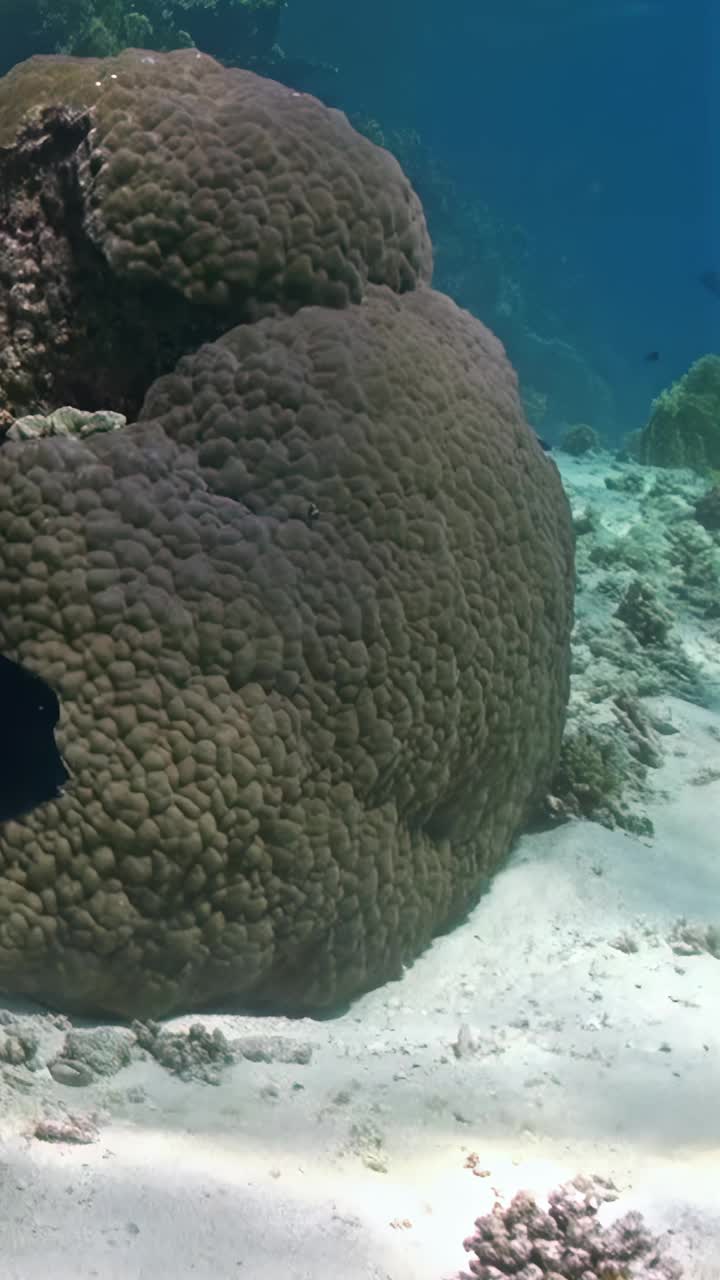 垂直视频提供了令人惊叹的珊瑚和鱼类海洋生物。视频下载