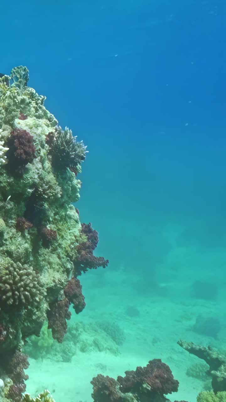 迷人的海底世界，珊瑚礁上的珊瑚。视频下载