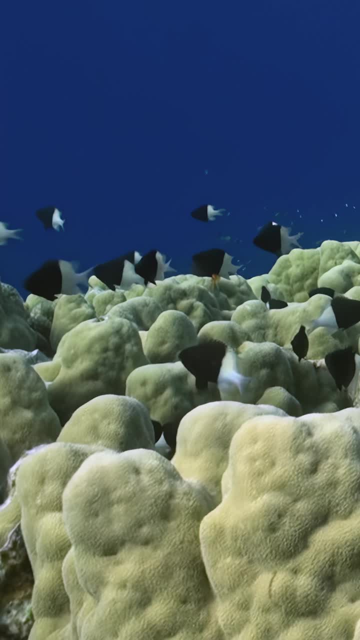 鱼类靠近白珊瑚的垂直视频显示了水下世界的生命。视频下载