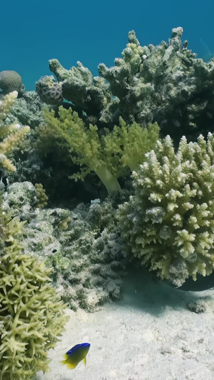 美丽和多样性的海洋鱼类生活在珊瑚礁。视频下载