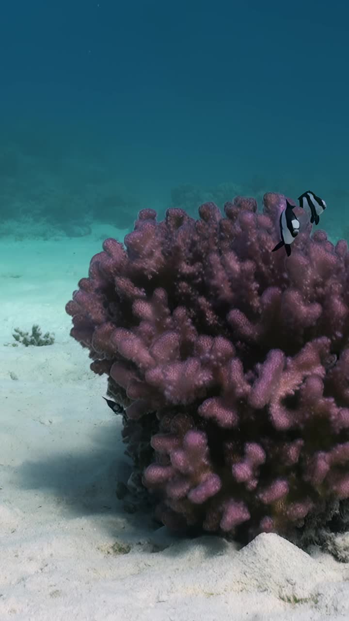 令人惊叹的水下生活的鱼和珊瑚在珊瑚礁。视频下载