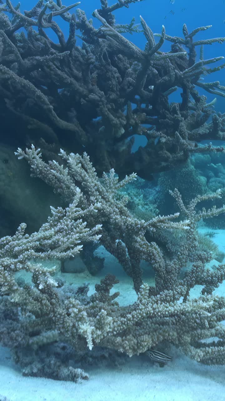 珊瑚创造了令人惊叹的水下背景。视频下载