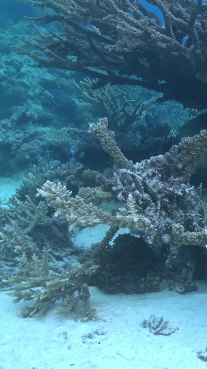 珊瑚有助于形成令人惊叹的水下景观。视频下载