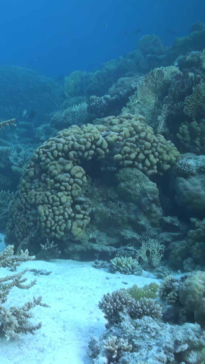 海底世界的美丽与珊瑚的存在相辅相成。视频下载