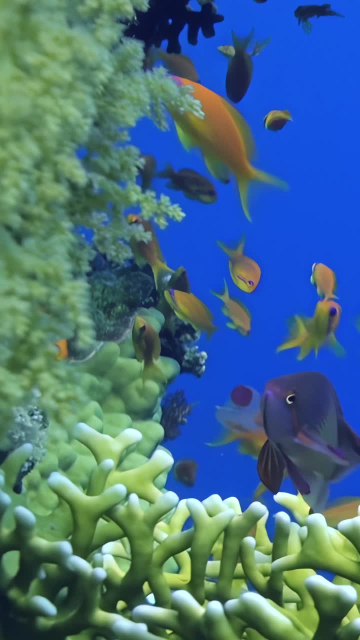 在垂直视频中探索珊瑚附近迷人的水下生活。视频下载