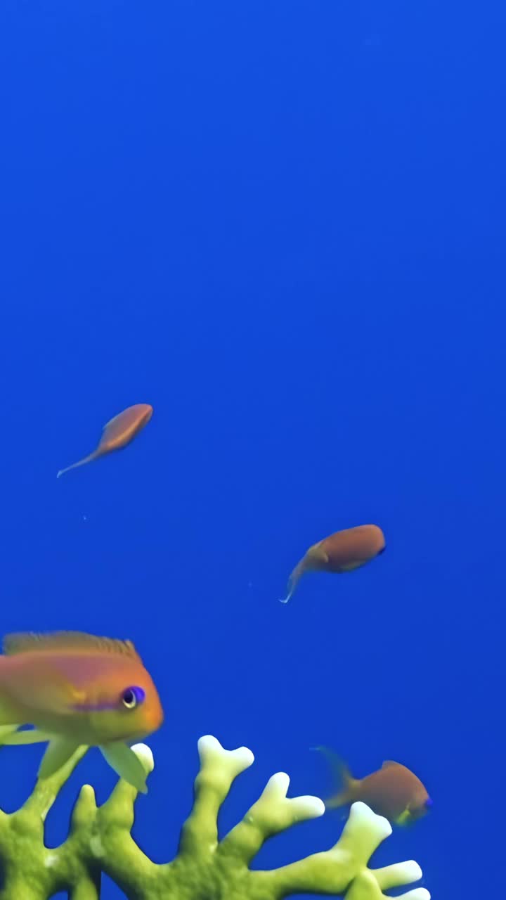 美丽的鱼靠近白色珊瑚在清澈的蓝色海水，垂直视频。视频下载