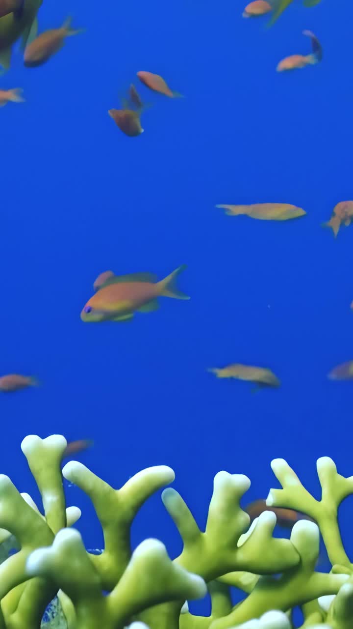 在清澈的蓝色海水中，白色珊瑚附近的鱼类的壮丽景色，垂直视频。视频下载