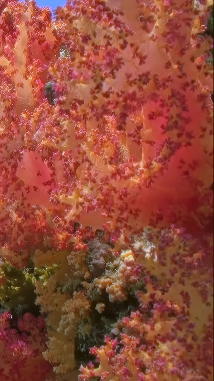 关于水下海洋生态系统软珊瑚的垂直视频。视频下载