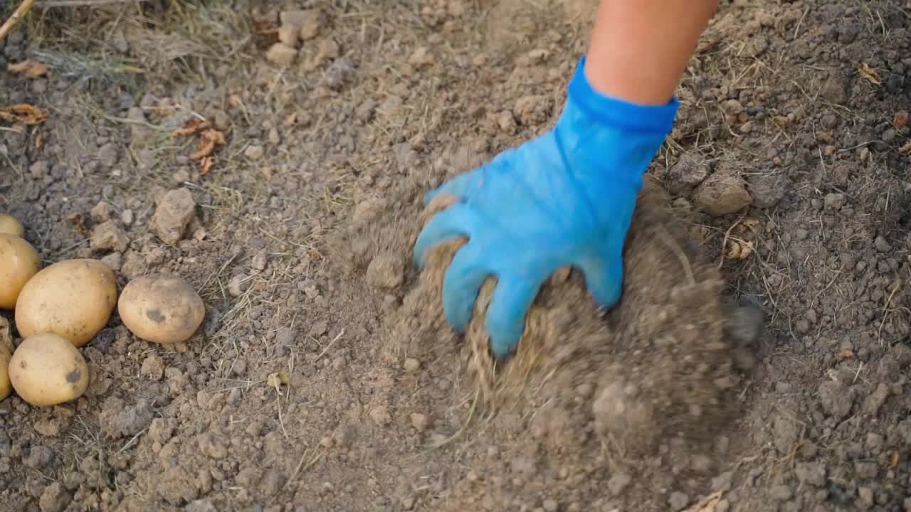 收获土豆后的花园土壤干燥松散。一位戴着蓝色橡胶手套的妇女的手触摸着家庭菜园床上的土壤视频下载