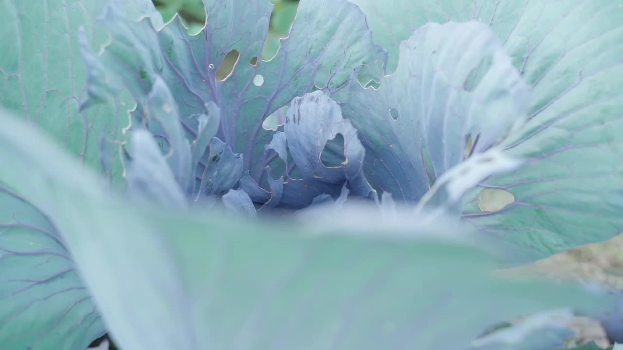 毛毛虫对生长中的红卷心菜造成严重损害(特写)视频下载