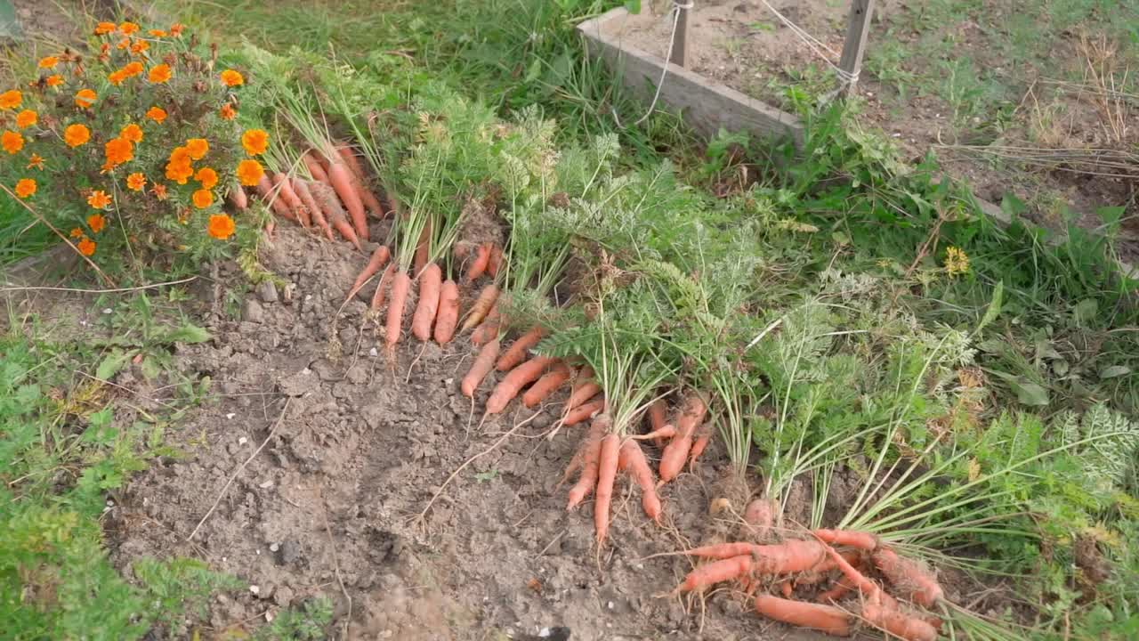 收获的胡萝卜摆放在花园的床上视频素材