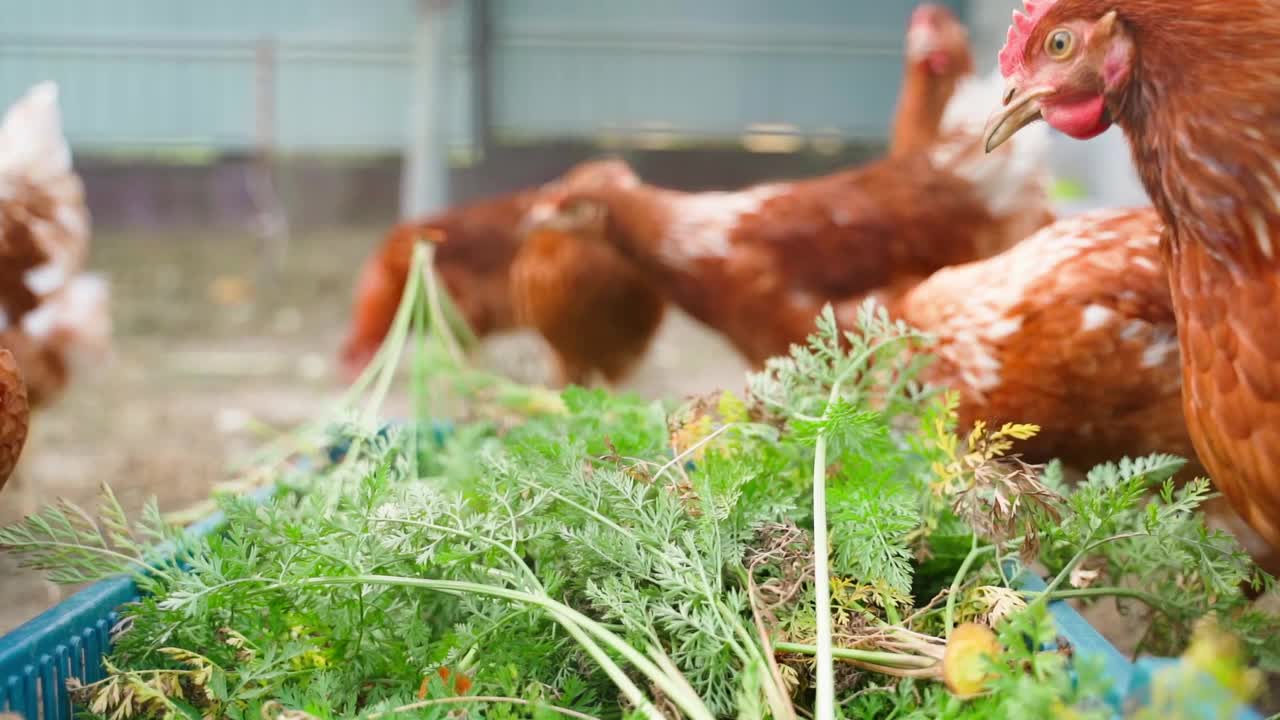 雏鸡站在一个顶部有绿色胡萝卜的喂食器旁视频素材