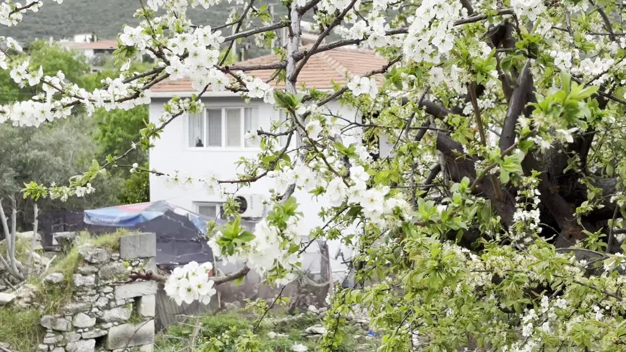 可爱的乡村房子和花树4k库存视频视频下载