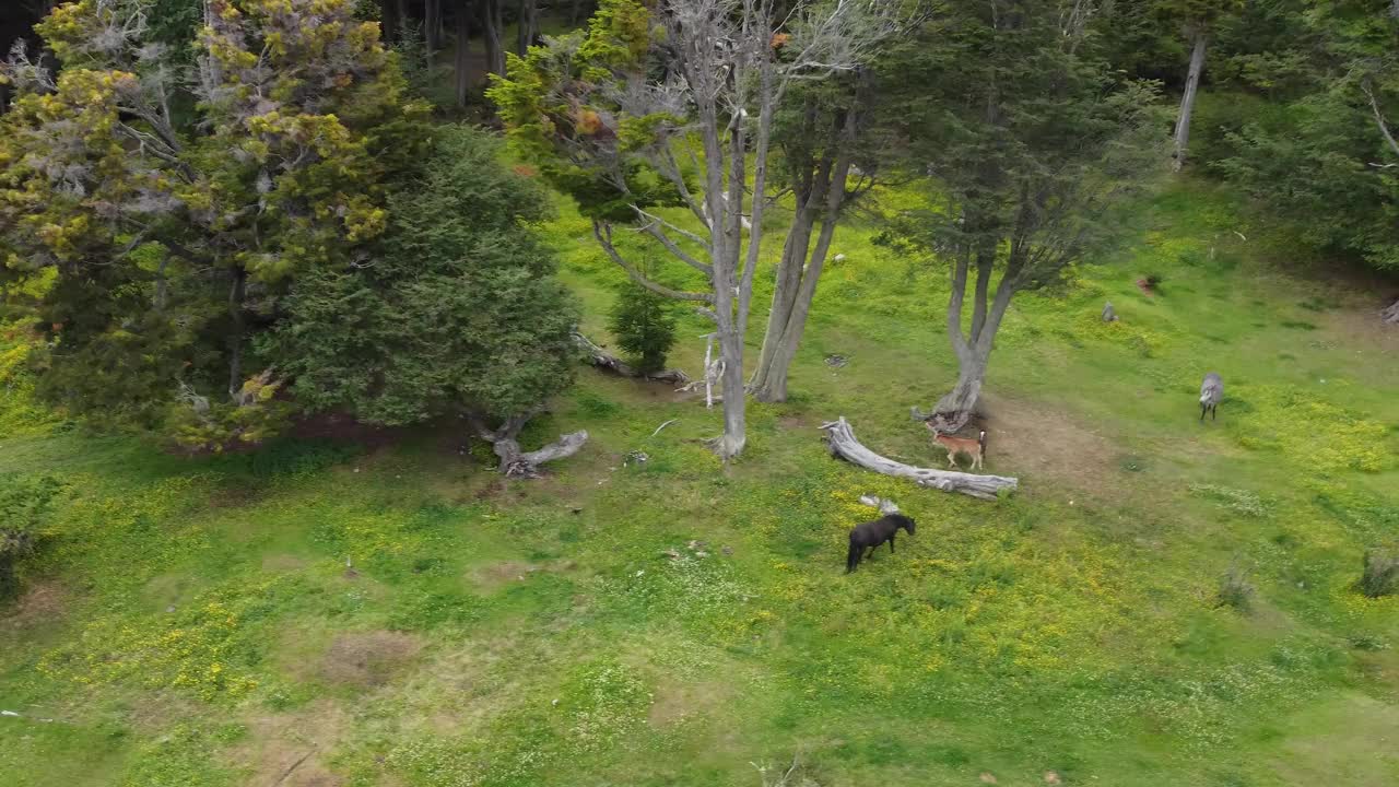 在森林旁边的绿草地上，一匹小马驹在一小群野马之间跑来跑去视频下载