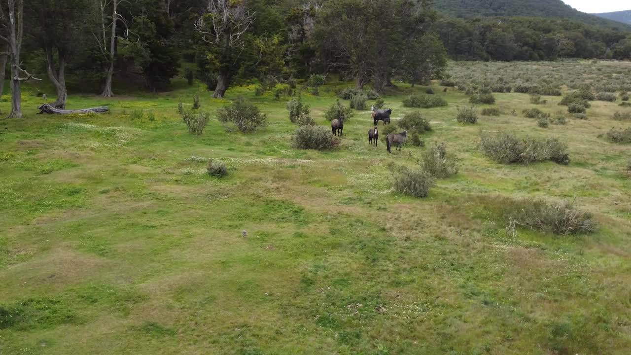 一小群野马在巴塔哥尼亚森林前的绿草地上吃草视频下载