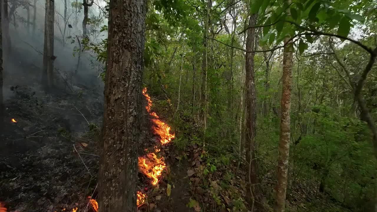 森林火灾，山火在山林深处燃烧枯叶，造成烟雾污染。鸟瞰图。视频下载