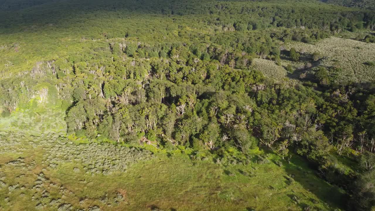 摄像机缓慢移动到比格尔海峡旁边的巴塔哥尼亚安第斯森林的绿树上视频下载