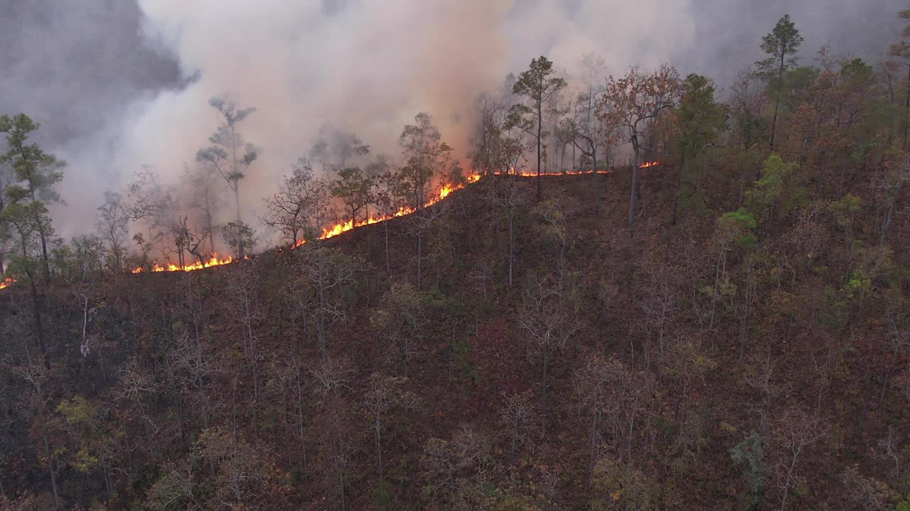 森林火灾，山火在山林深处燃烧枯叶，造成烟雾污染。鸟瞰图。视频下载