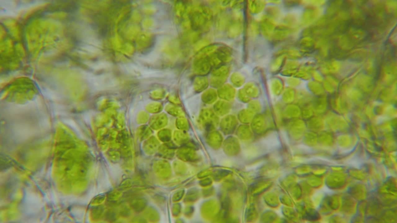 显微镜下的叶绿体。细胞分裂。活细菌的细胞结构。叶光合作用。显微镜下的植物细胞。病毒感染。显微镜下的绿藻细胞。转基因生物。DNA。视频下载