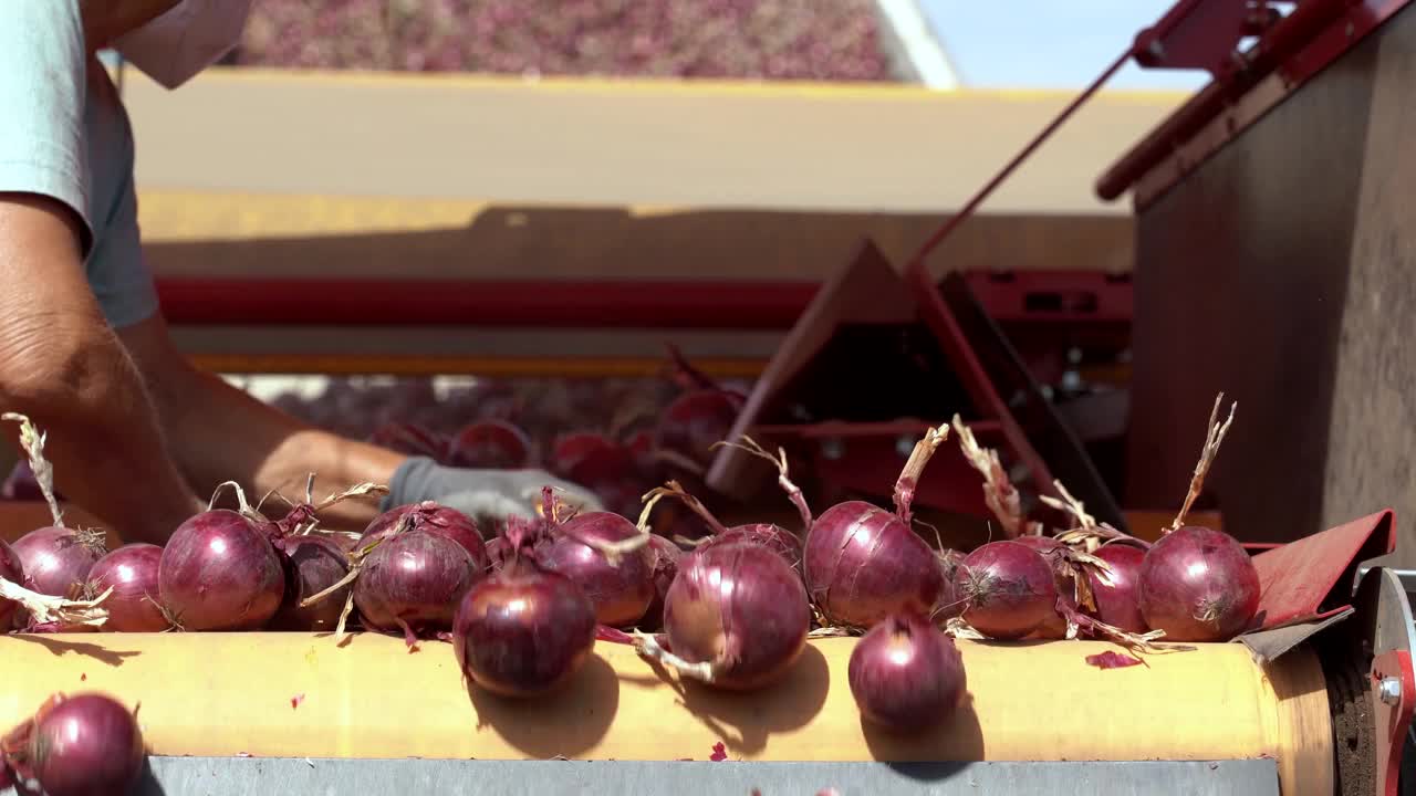 季节性农业工人在洋葱分级分选线上工作视频下载