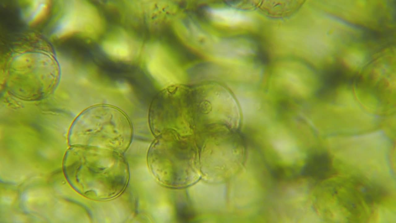 显微镜下的叶绿体。细胞分裂。活细菌的细胞结构。叶光合作用。显微镜下的植物细胞。病毒感染。显微镜下的绿藻细胞。转基因生物。DNA。视频下载