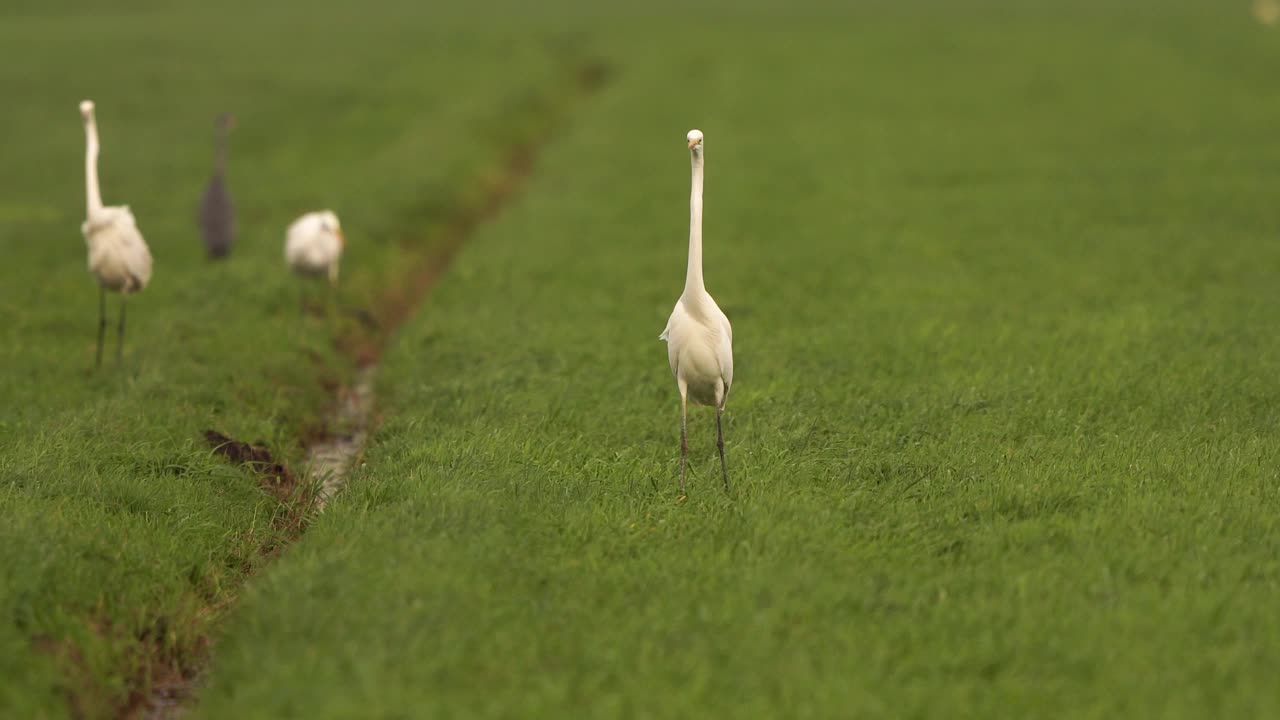 一只大白鹭(Ardea alba)在草地上狩猎，背景是其他白鹭——慢动作视频下载