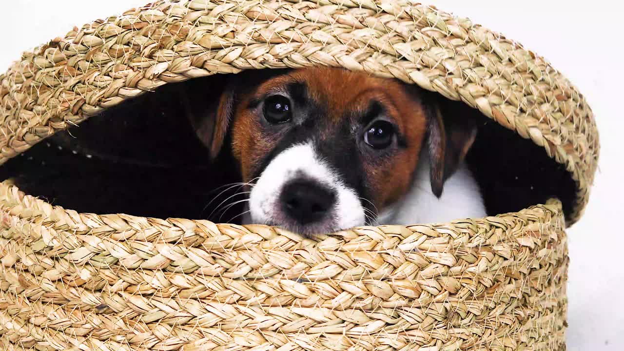 漂亮的小杰克罗素梗狗坐在一个用香蒲做成的柳条盒子里视频下载