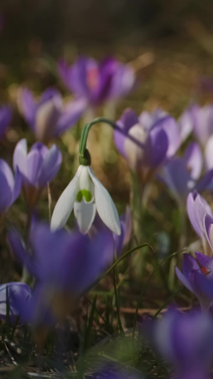 紫罗兰色番红花和白色雪花莲视频下载