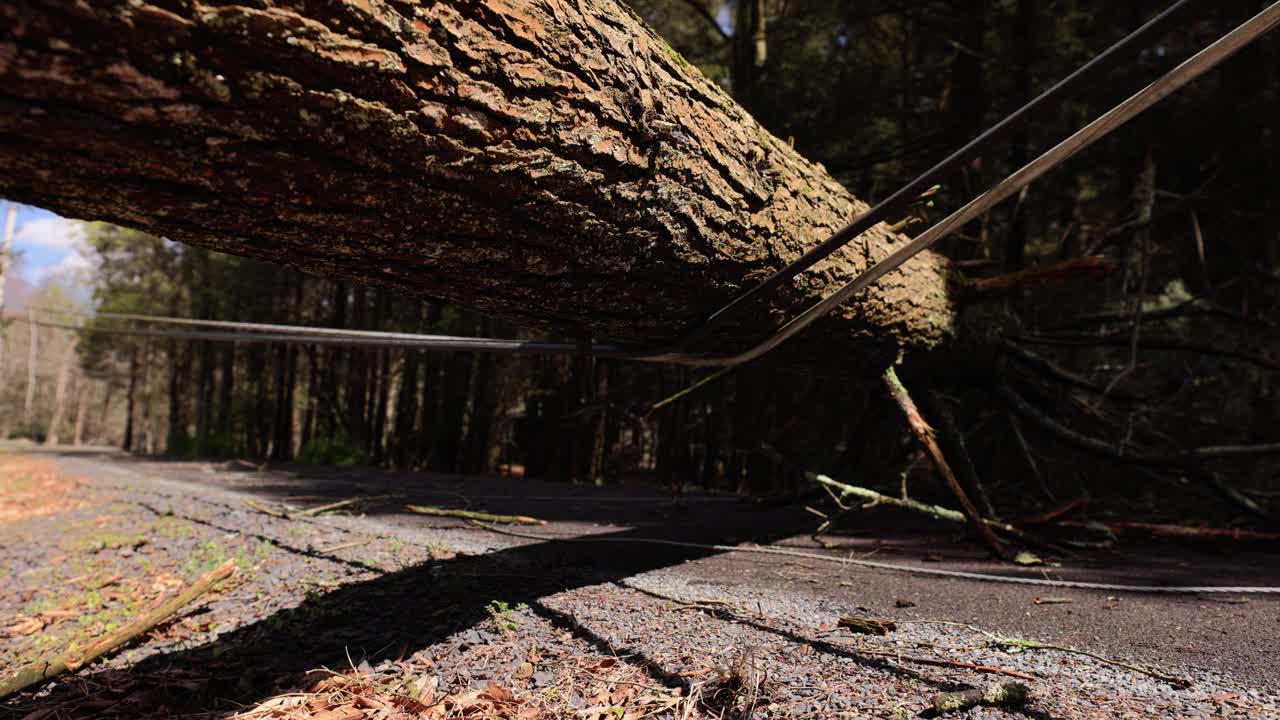 飓风灾害吹倒了路边的松树，切断了宾夕法尼亚州波科诺斯的通讯。手持镜头与上升倾斜向下相机运动视频下载