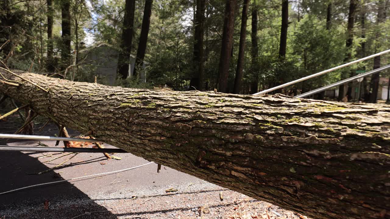 风暴的后果和倒下的树木问题。一棵连根拔起的松树倒在道路上，折断了森林里的电线。手持拍摄的视频下载